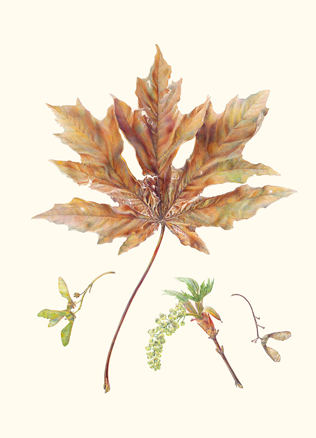 Jean Emmons, Acer macrophyllum