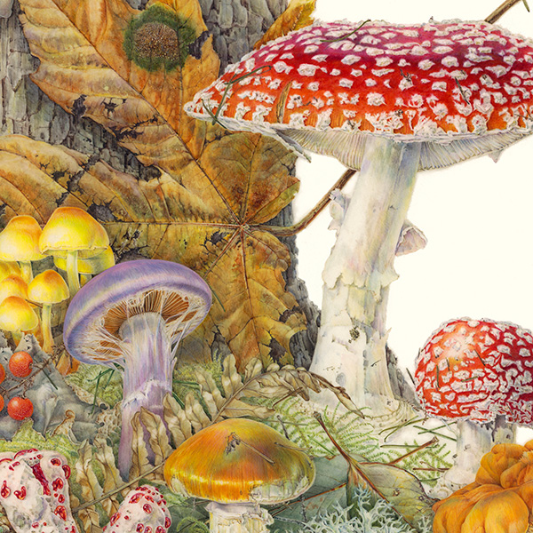 Jean Emmons, Pacific Northwest Mushrooms